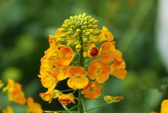 油菜花是什麼顏色的 油菜花竟然有17種顏色