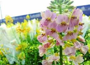 油菜花是什麼顏色的 油菜花竟然有17種顏色