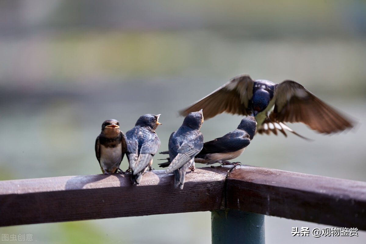燕子吃什麼東西怎麼喂養 小燕子的喂食方法
