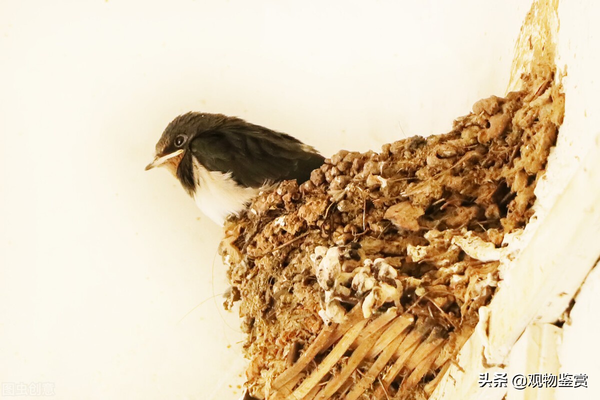 燕子吃什麼東西怎麼喂養 小燕子的喂食方法