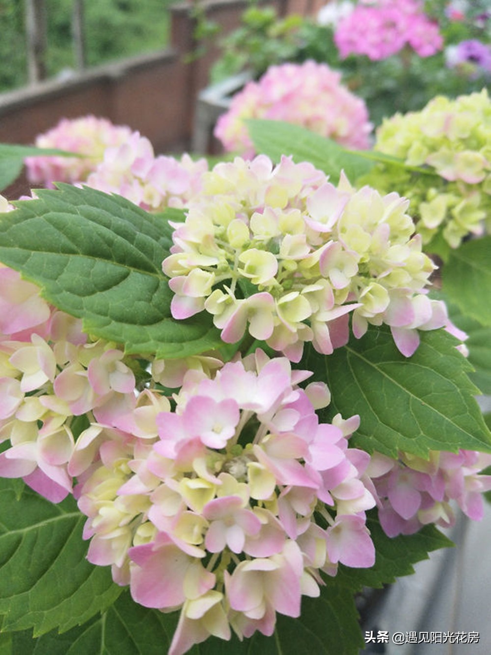 無盡夏和繡球的區別 繡球花和無盡夏對比哪種好