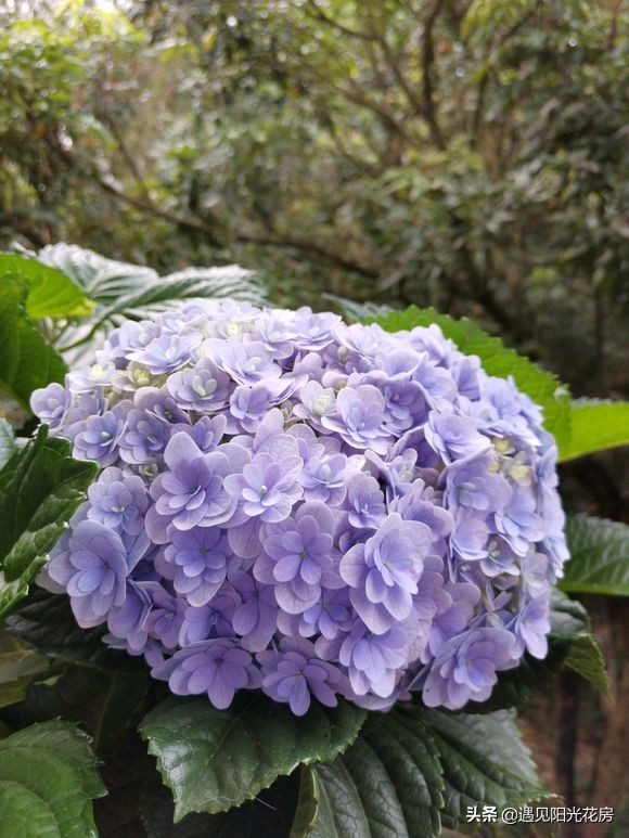 無盡夏和繡球的區別 繡球花和無盡夏對比哪種好