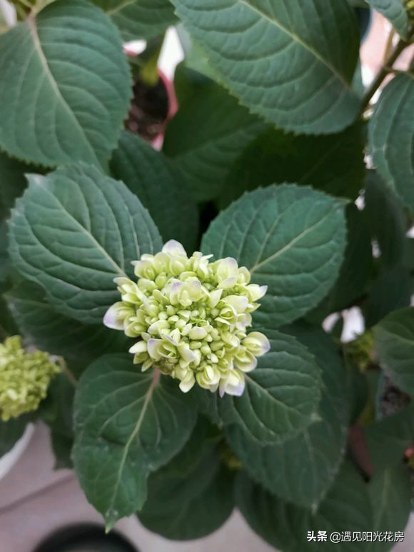 無盡夏和繡球的區別 繡球花和無盡夏對比哪種好