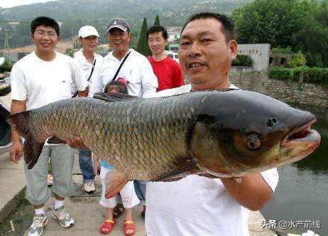 混子魚學名叫什麼 隨處可見的混子魚為什麼吃的人不多