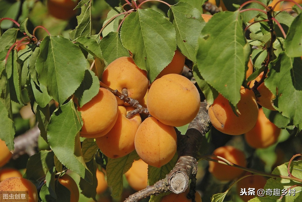 杏樹嫁接時間與方法 杏樹可以嫁接幾種果樹