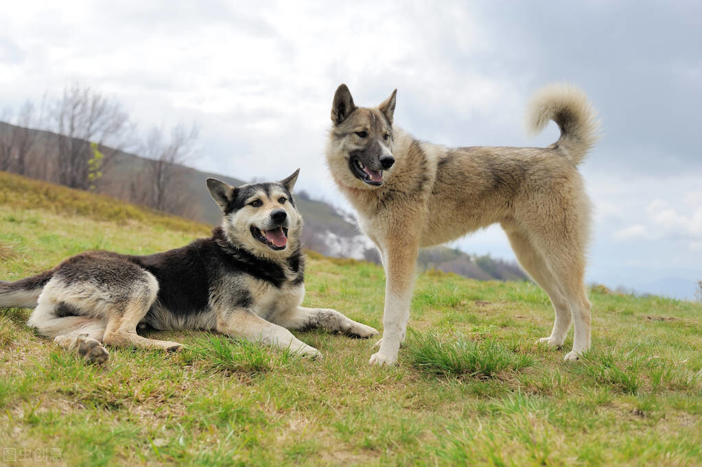 犬和狗有什麼區別 犬和狗是一個物種嗎有什麼不同之處