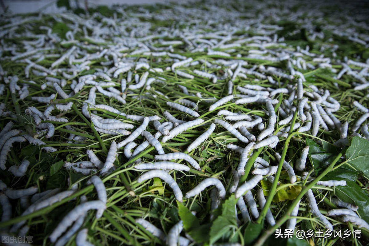 蠶的生長過程圖片 蠶寶寶的四個生長過程