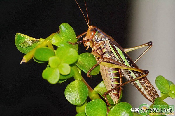 螞蚱吃什麼食物長得快 螞蚱常見的種類大全