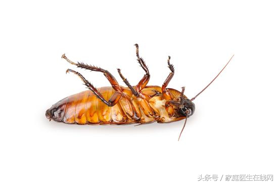 傢裡有小小的蟲子有點像蟑螂 形似蟑螂的蟲子防治措施