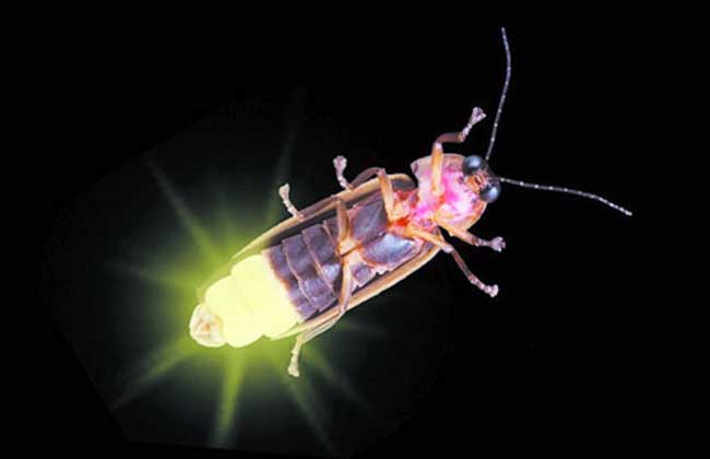 為什麼螢火蟲會發光 螢火蟲可以發光的原理