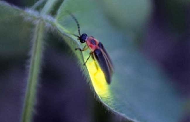 為什麼螢火蟲會發光 螢火蟲可以發光的原理