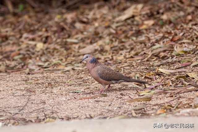 野鴿子和斑鳩的區別 斑鳩和野鴿子是一個品種嗎