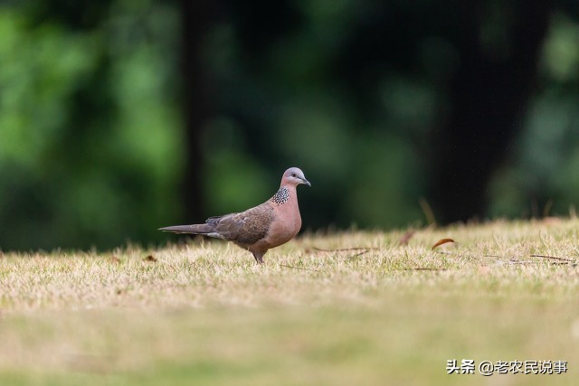 野鴿子和斑鳩的區別 斑鳩和野鴿子是一個品種嗎