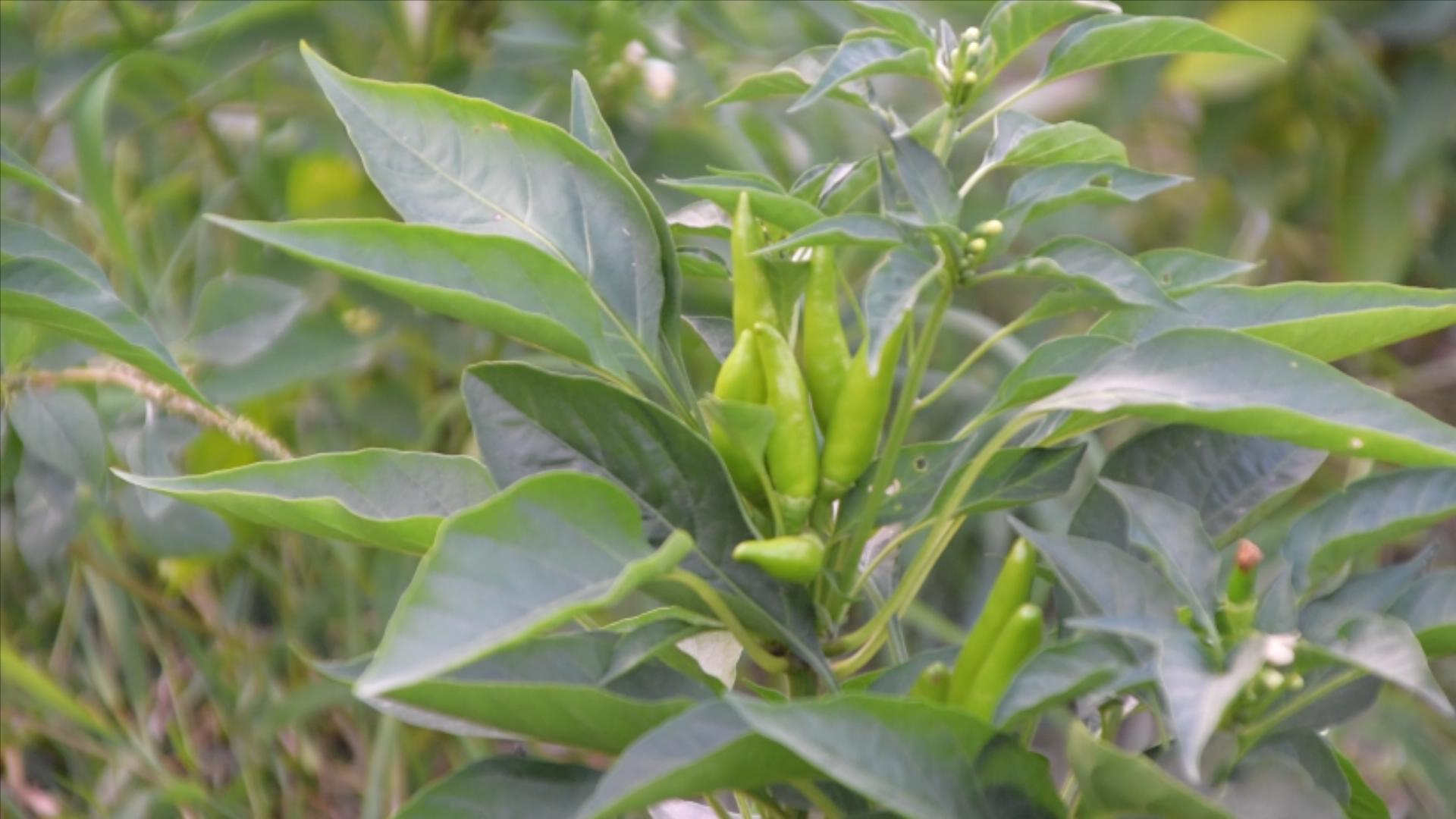 朝天椒的種植技術和管理 朝天椒高產栽培技術