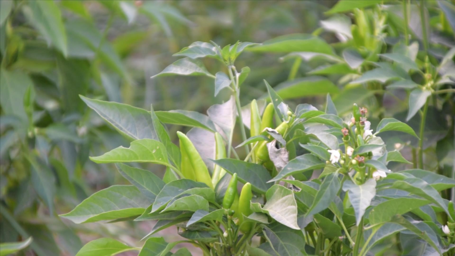 朝天椒的種植技術和管理 朝天椒高產栽培技術
