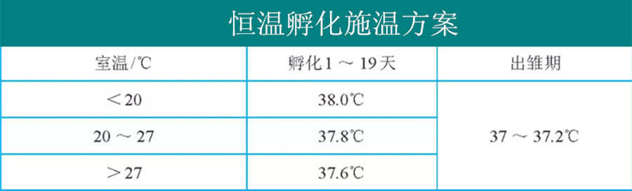 孵化小雞的最佳溫度 孵化小雞的技術和方法