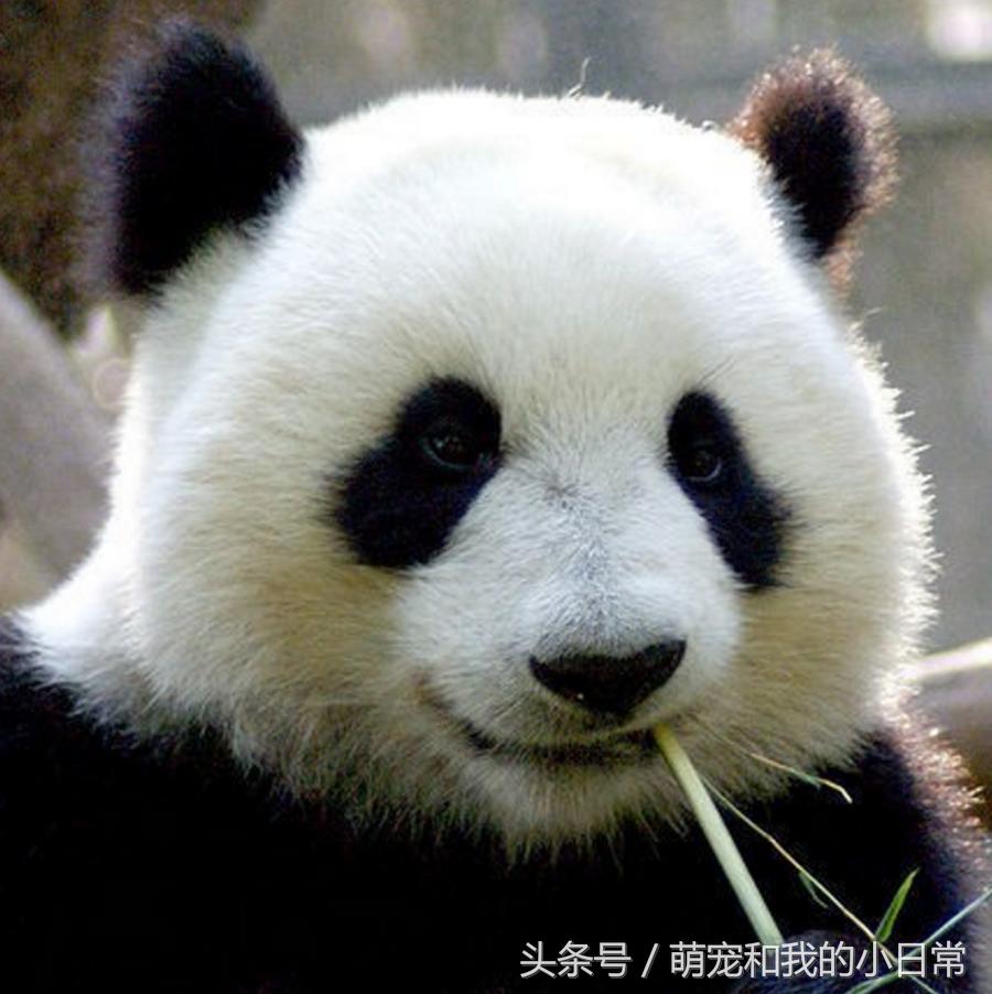 大熊貓為什麼叫大熊貓 國寶大熊貓名字由來