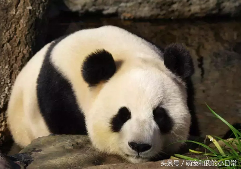 大熊貓為什麼叫大熊貓 國寶大熊貓名字由來