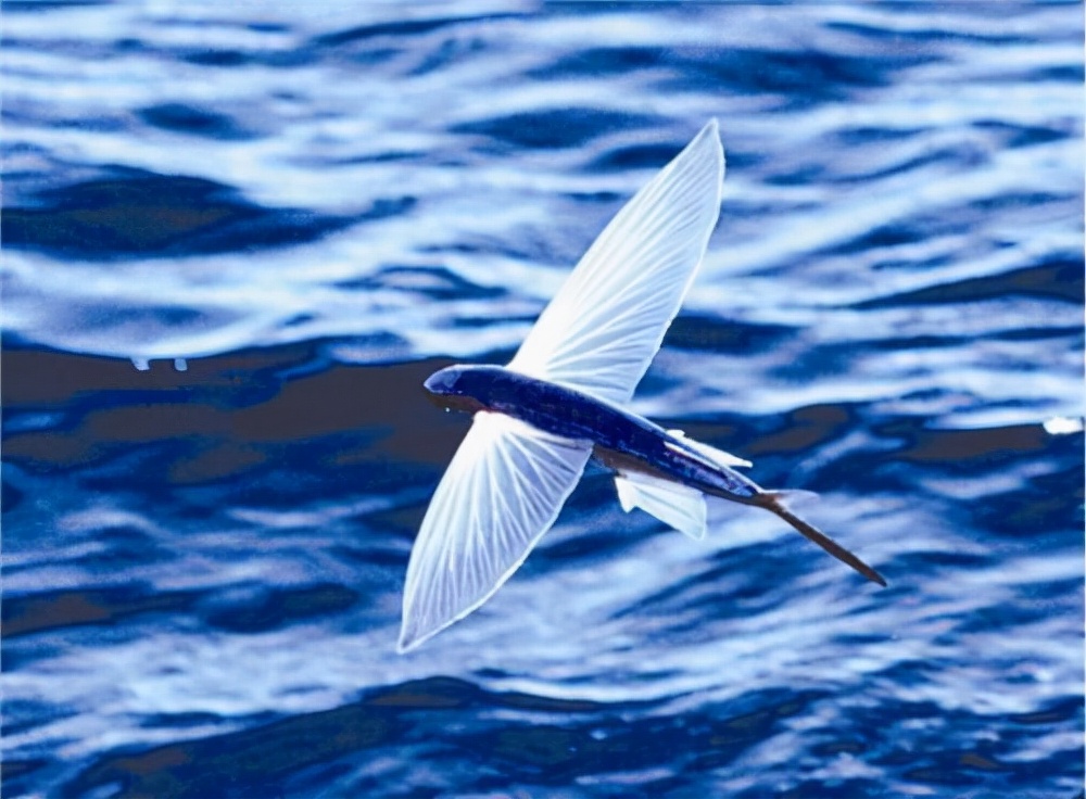 海洋中存在會飛的魚嗎 世上真的有會飛的魚嗎