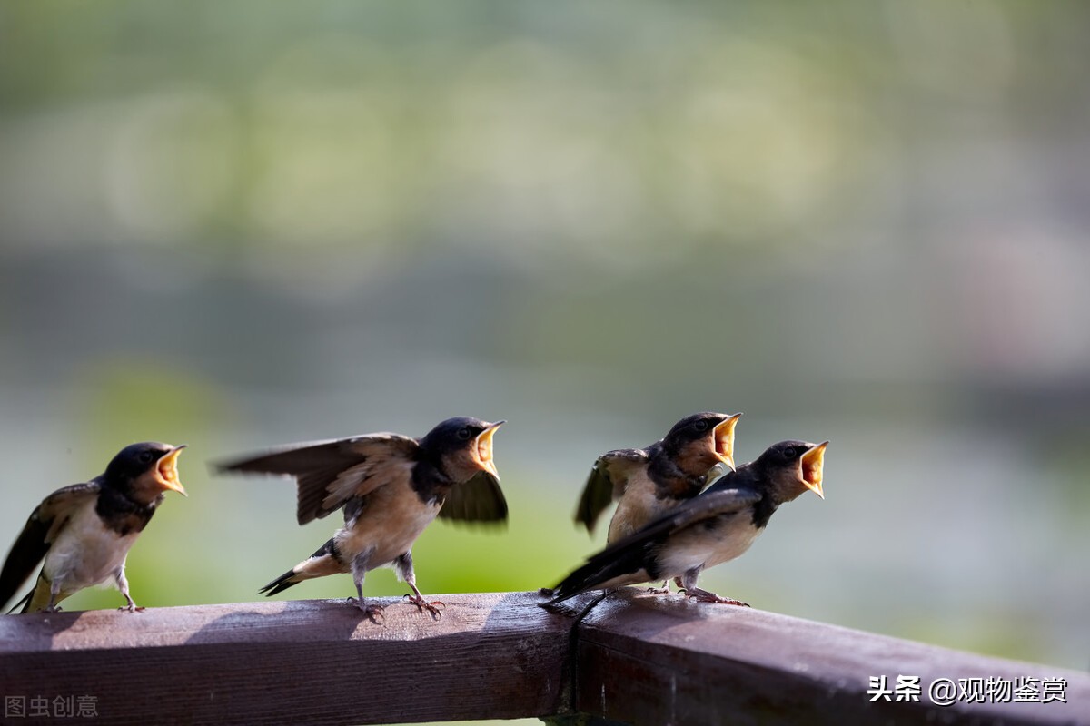 燕子吃什麼食物 剛出生不久的小燕子怎麼喂養