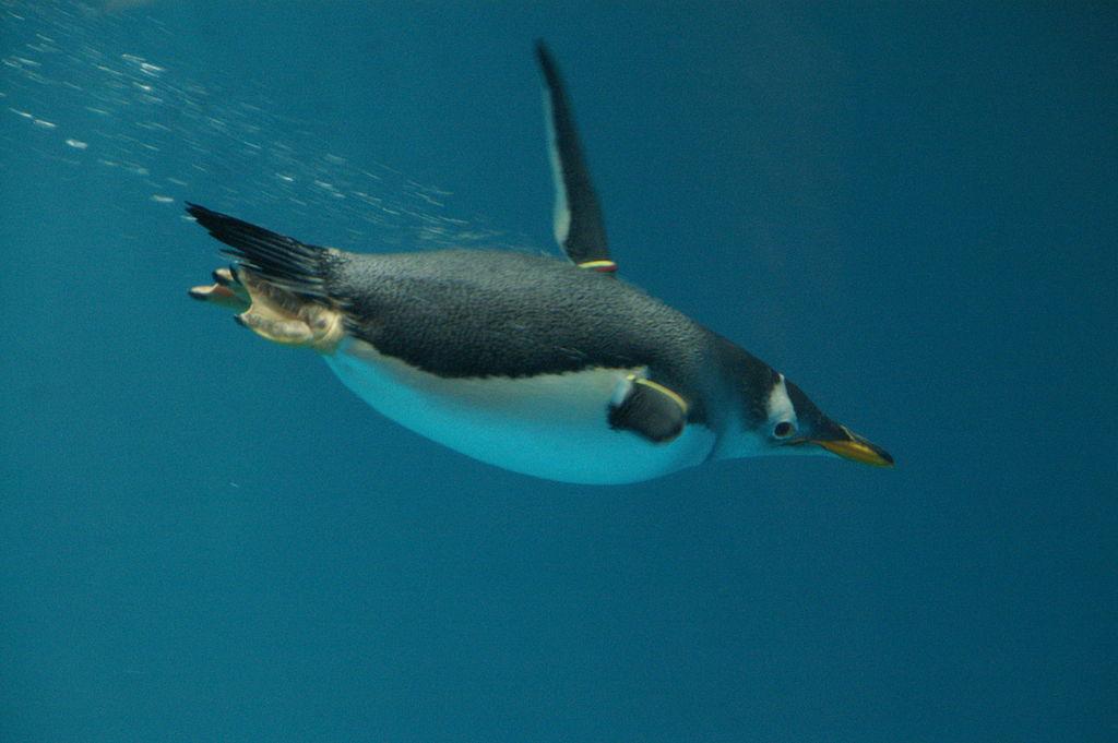 企鵝到底會不會飛 企鵝有什麼特點和本領能在水裡生活嗎