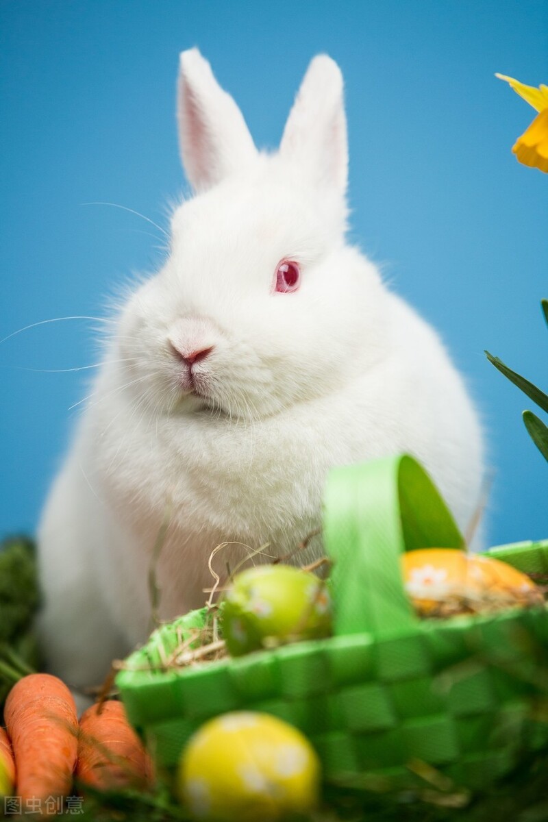 安哥拉兔壽命有多長 安哥拉兔多少錢一隻會咬人嗎