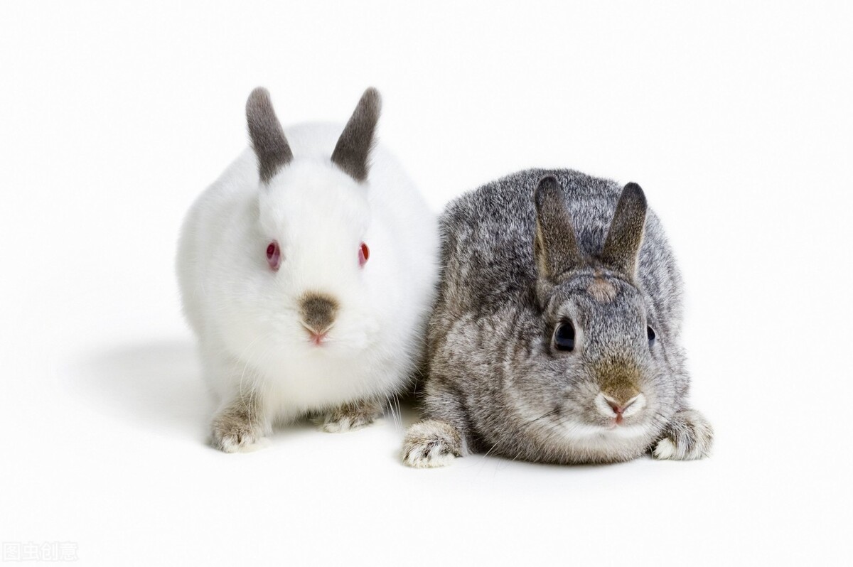 安哥拉兔壽命有多長 安哥拉兔多少錢一隻會咬人嗎