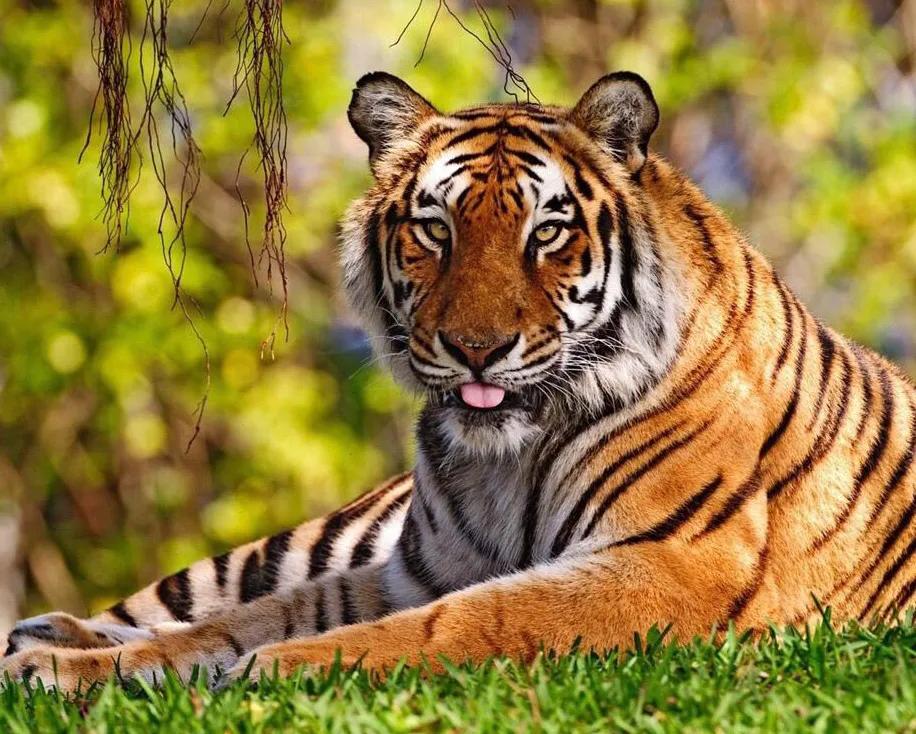 老虎的生活習性 百獸之王老虎生活特征和方式