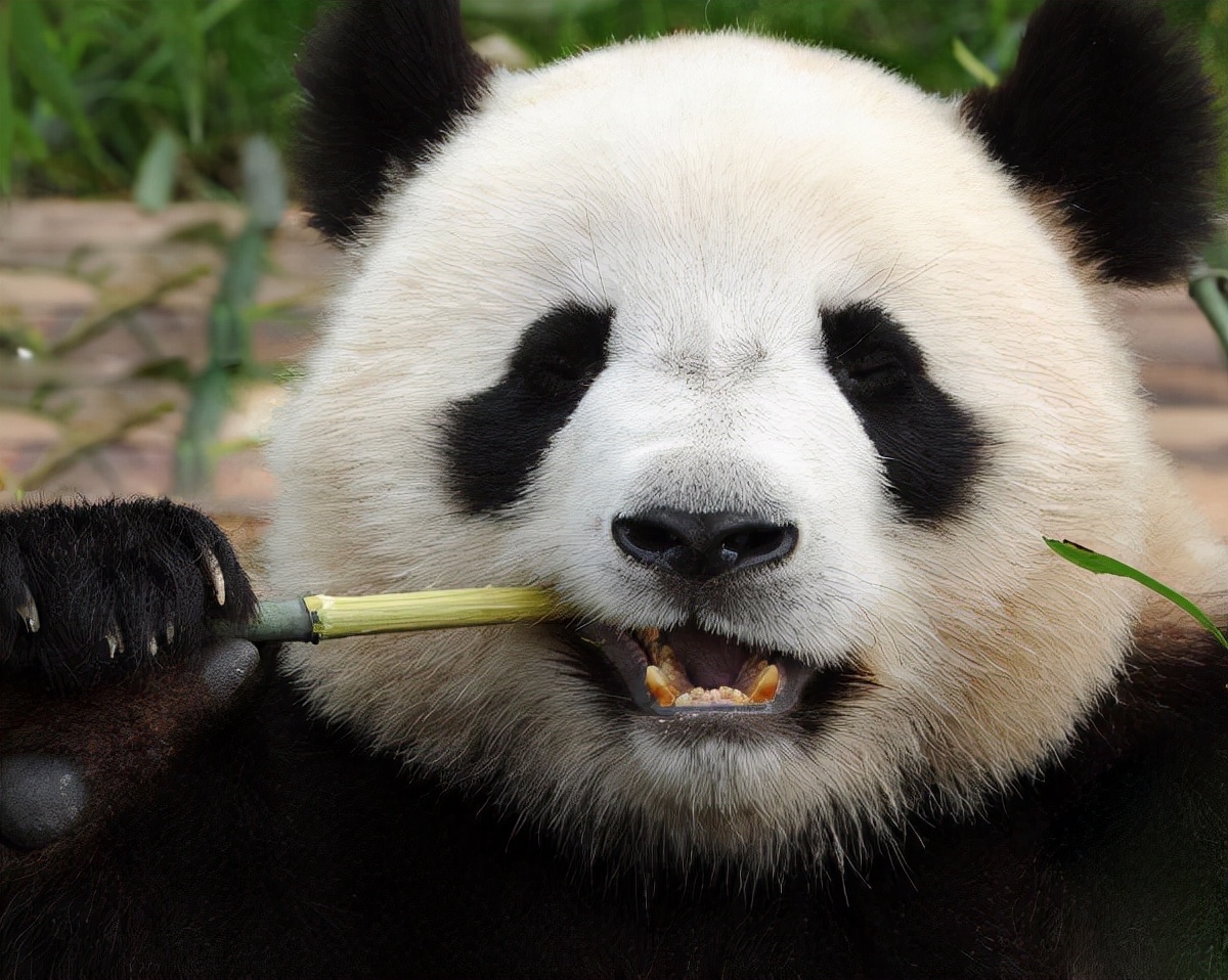 熊貓是什麼科動物 國寶大熊貓屬於什麼動物類型