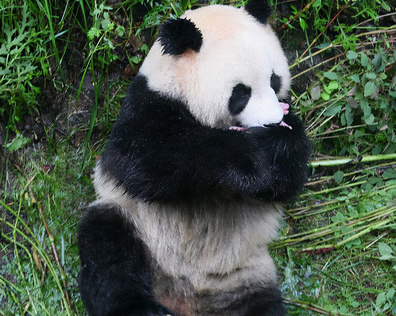 熊貓是什麼科動物 國寶大熊貓屬於什麼動物類型