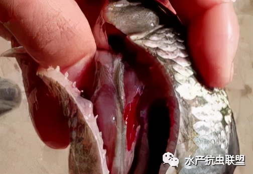 魚鰓發紅是怎麼回事 魚鰓特別紅是什麼原因正常嗎