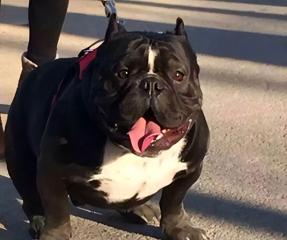 惡霸犬的優缺點及性格 惡霸犬戰鬥力強不強脾氣好嗎