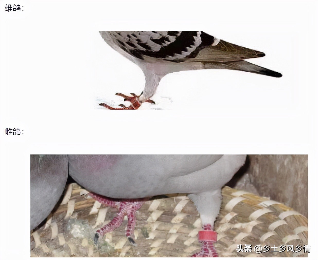 鴿子如何分辨公母 怎麼鑒定鴿子公母最簡單準確圖片