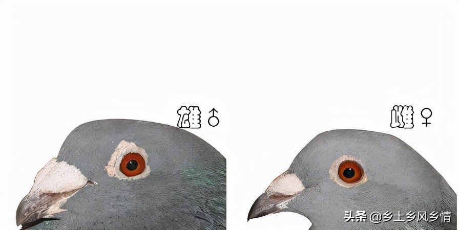 鴿子如何分辨公母 怎麼鑒定鴿子公母最簡單準確圖片