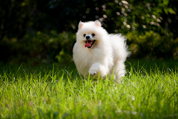 博美犬的壽命是多少年 純種博美犬怎麼延長壽命