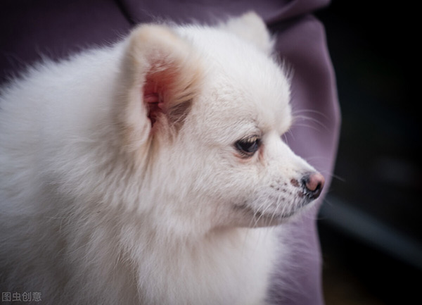 博美犬的壽命是多少年 純種博美犬怎麼延長壽命