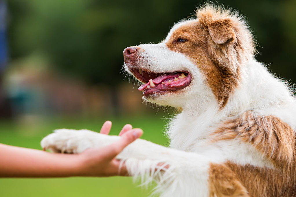 狗狗能聽懂人說話嗎 狗養久瞭能聽懂人話嗎