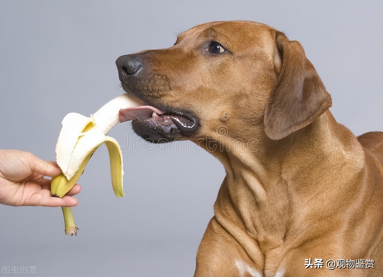 狗狗能不能吃香蕉 幼犬香蕉會有什麼反應會拉稀嗎