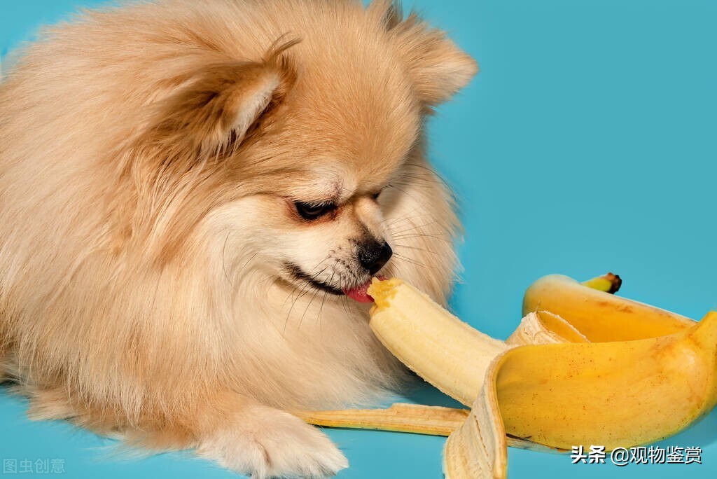 狗狗能不能吃香蕉 幼犬香蕉會有什麼反應會拉稀嗎