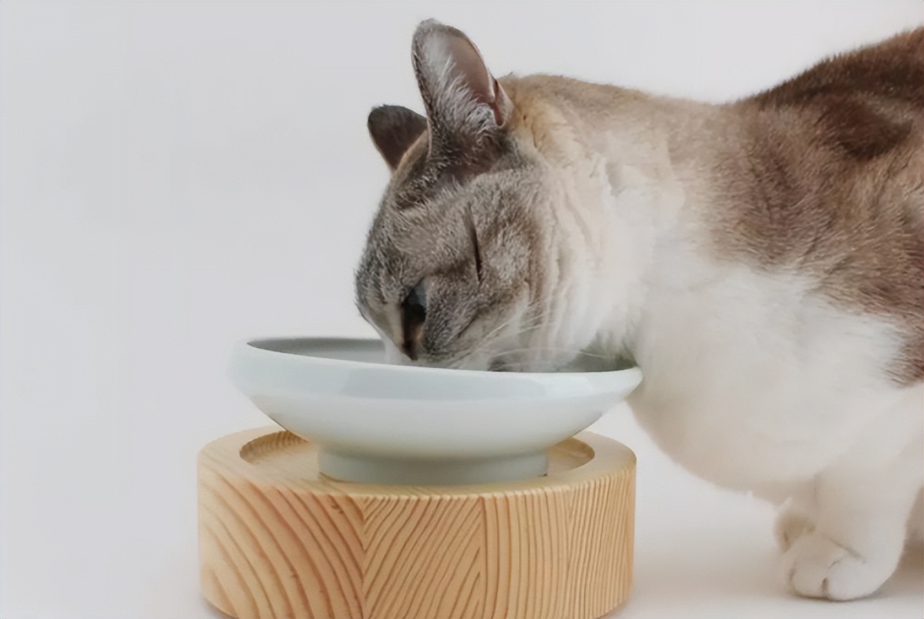 貓咪一切正常就是飯量減少瞭 貓咪食欲下降是什麼原因