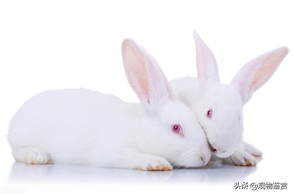母兔子生瞭小兔子怎麼養 兔子剛下的小崽子怎麼護理管理