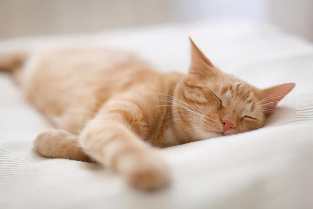 貓咪一直睡覺正常嗎 寵物貓一直睡覺什麼原因