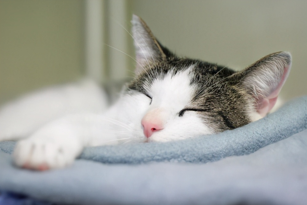 貓咪一直睡覺正常嗎 寵物貓一直睡覺什麼原因