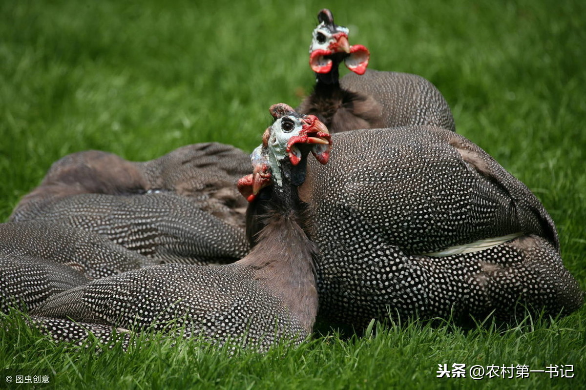 珍珠雞能長多大 高檔珍珠雞怎麼區分公母