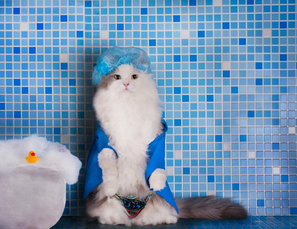 讓貓自願洗澡小妙招 怎麼給寵物貓洗澡它才安全不怕