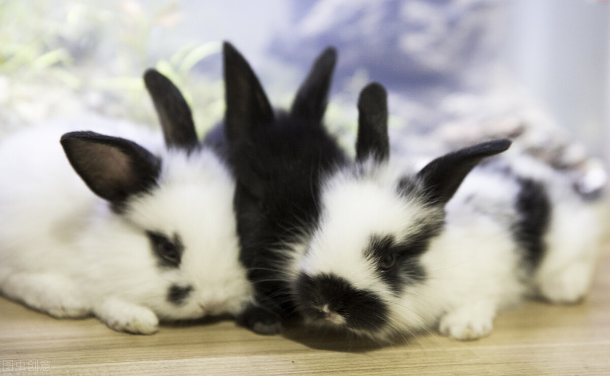 小兔子的生活特征 小兔子在生活環境飲食上的要求