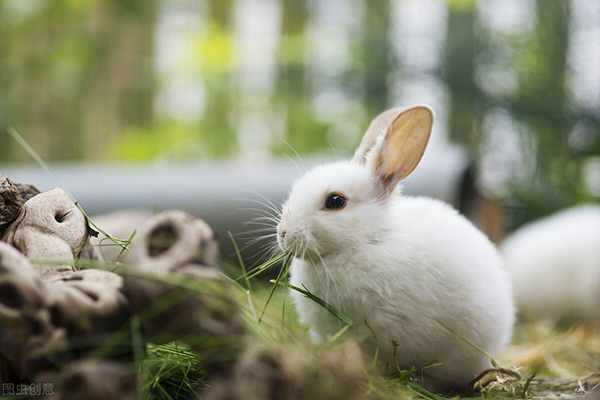 最簡單的養兔子的方法 傢庭喂養寵物兔子的正確方法