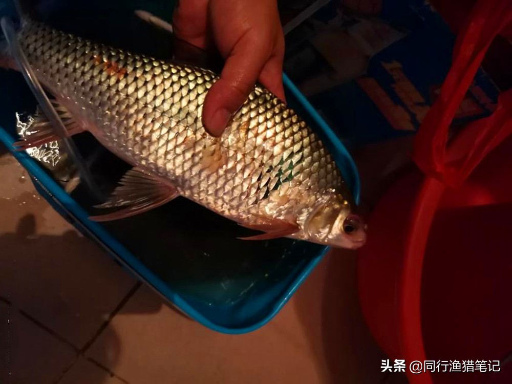 鯪魚用什麼餌最好釣 野釣冠軍慷慨分享鯪魚餌料配方