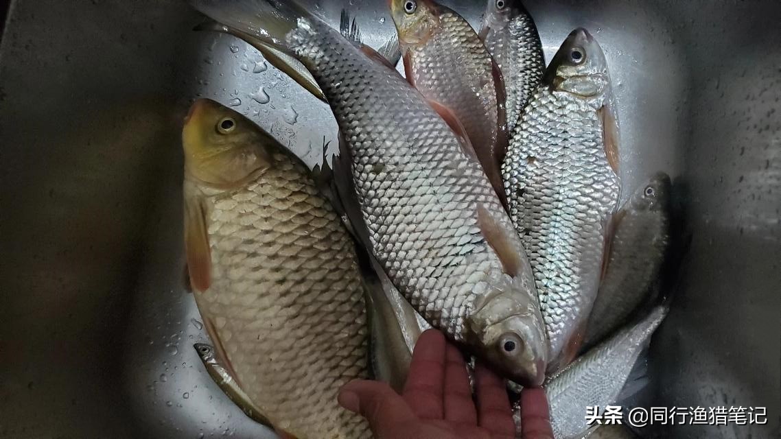 鯪魚用什麼餌最好釣 野釣冠軍慷慨分享鯪魚餌料配方