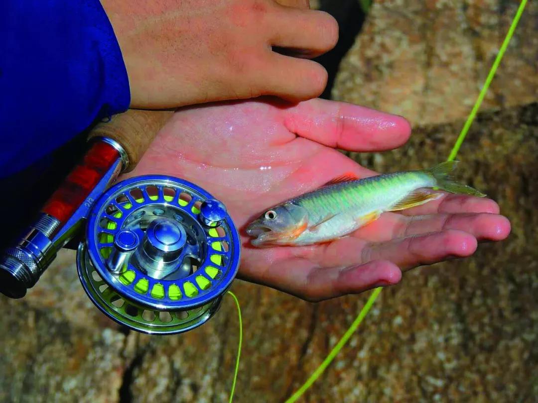 鉛頭鉤釣什麼魚 學會用鉛頭鉤最適合釣哪些魚種